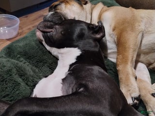 Mixed Breed dogs Luna - Ad 2