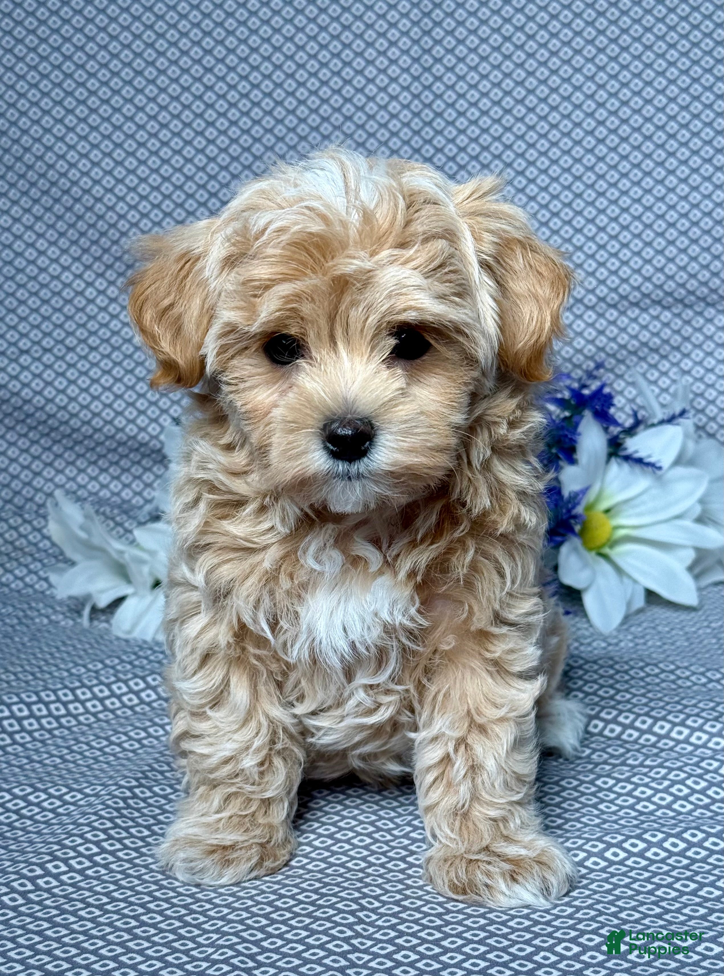 Maltipoo dogs Hunter - Ad 1