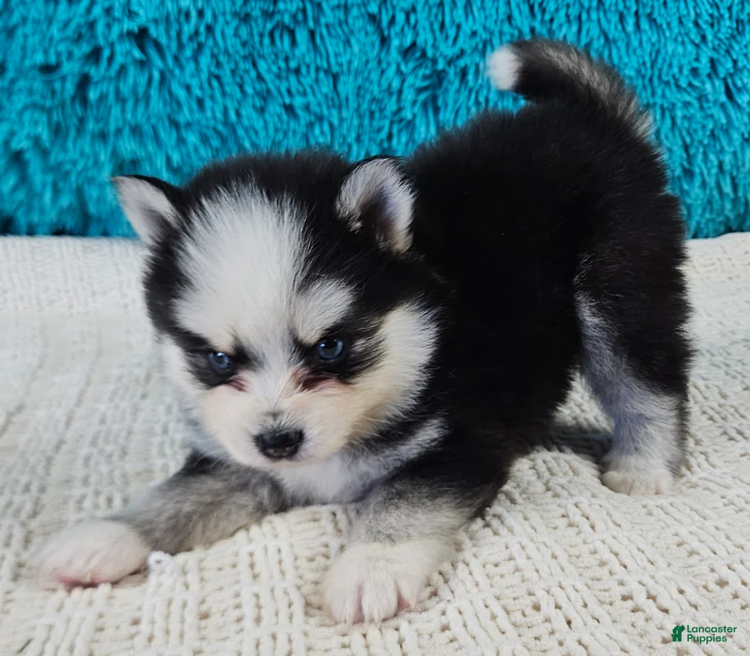 Pomsky dogs for sale: Porter  - Ad 2