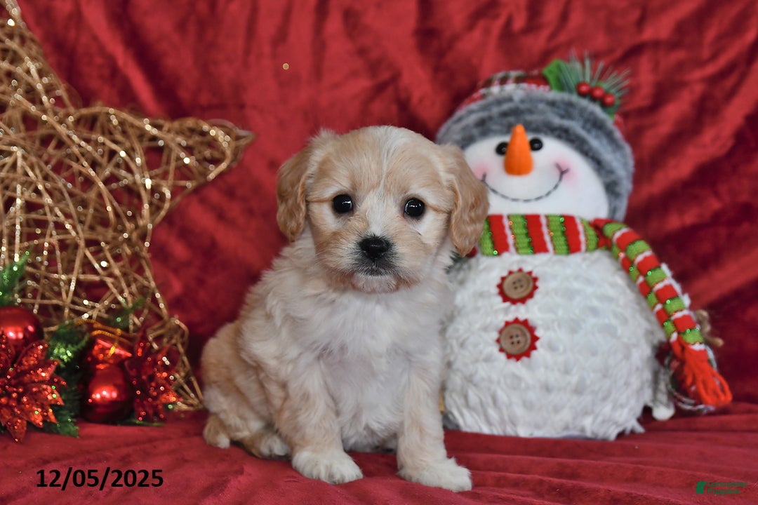 Cavachon dogs for sale: Anika Faith - Ad 1