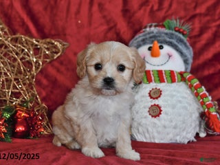Cavachon dogs Anika Faith - Ad 13