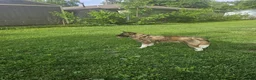 Akita dogs for sale: Akita Puppy 1 - Ad 2