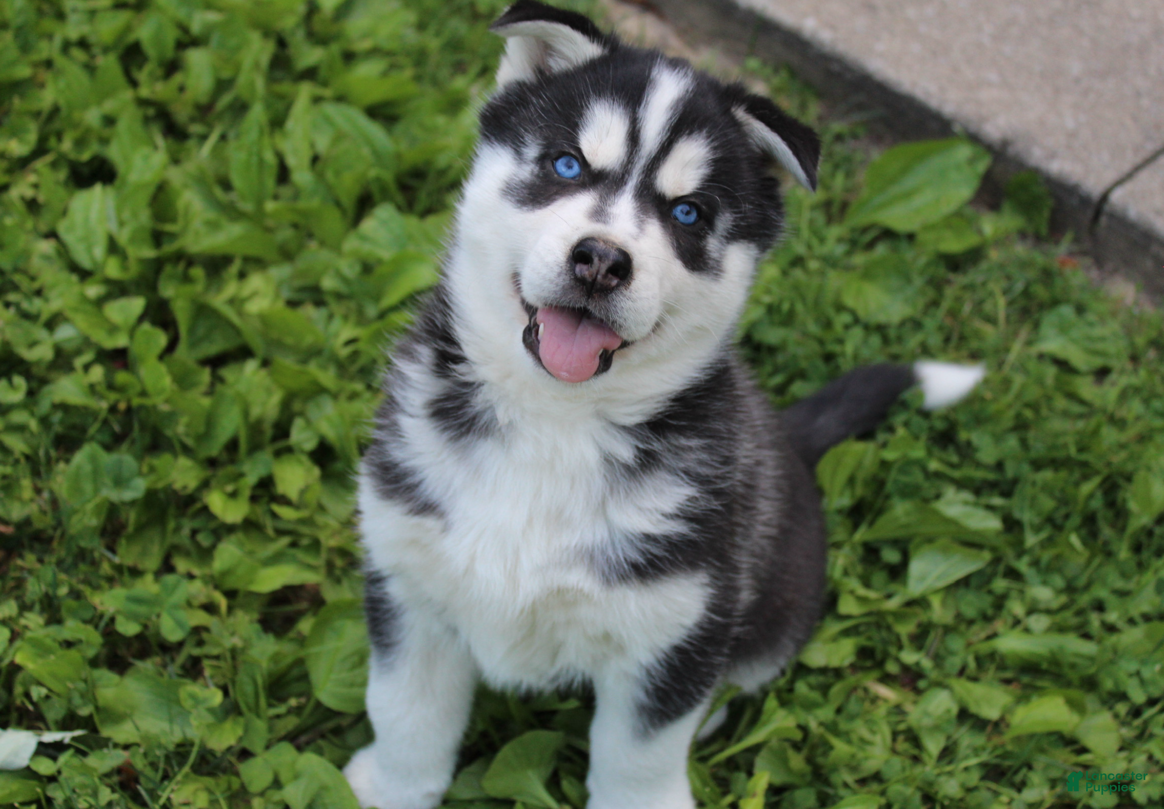 Siberian Husky dogs Dakota - Ad 2