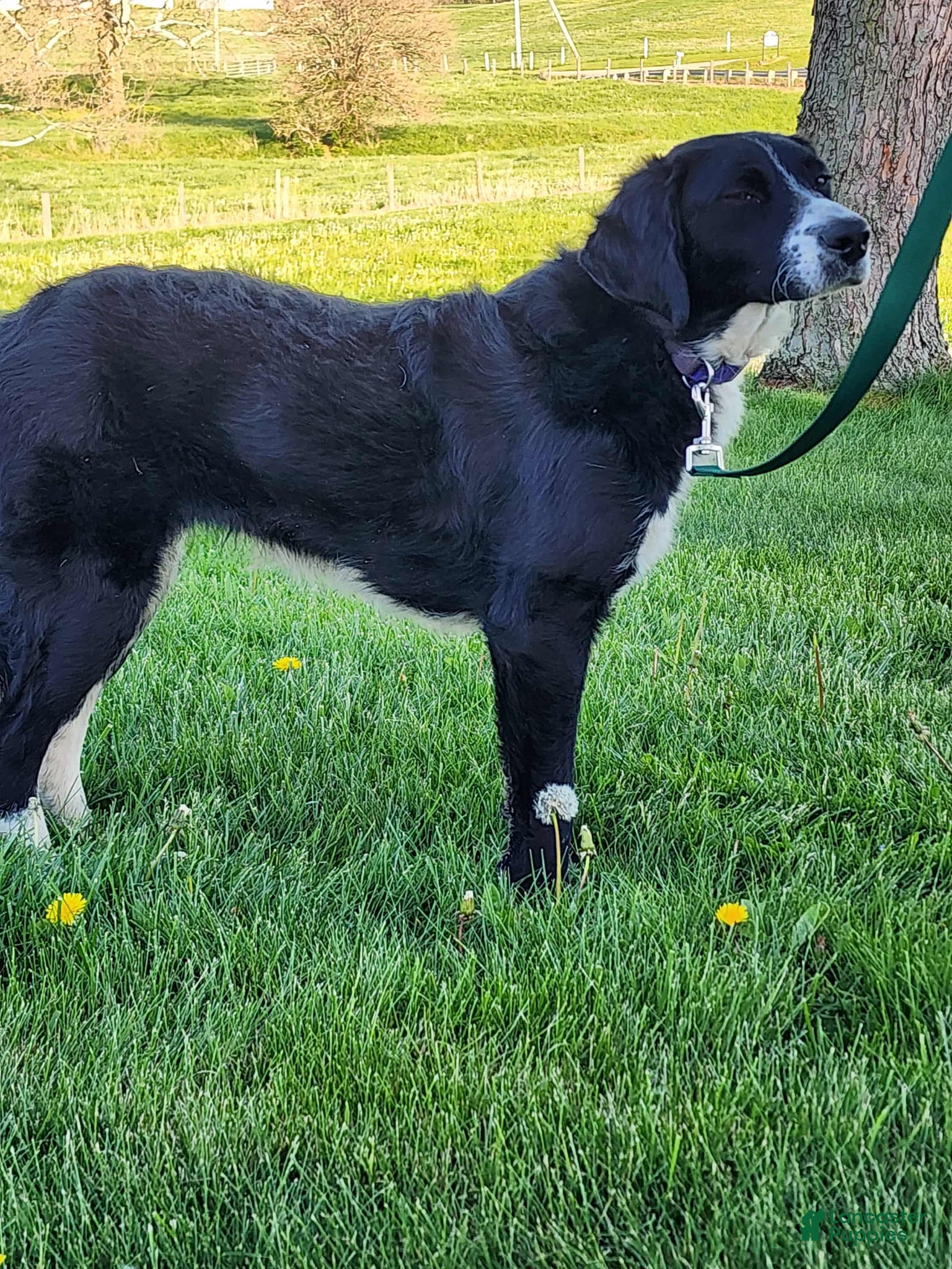 Bernedoodle dogs for sale: Bernedoodle Puppy 1 - Ad 3