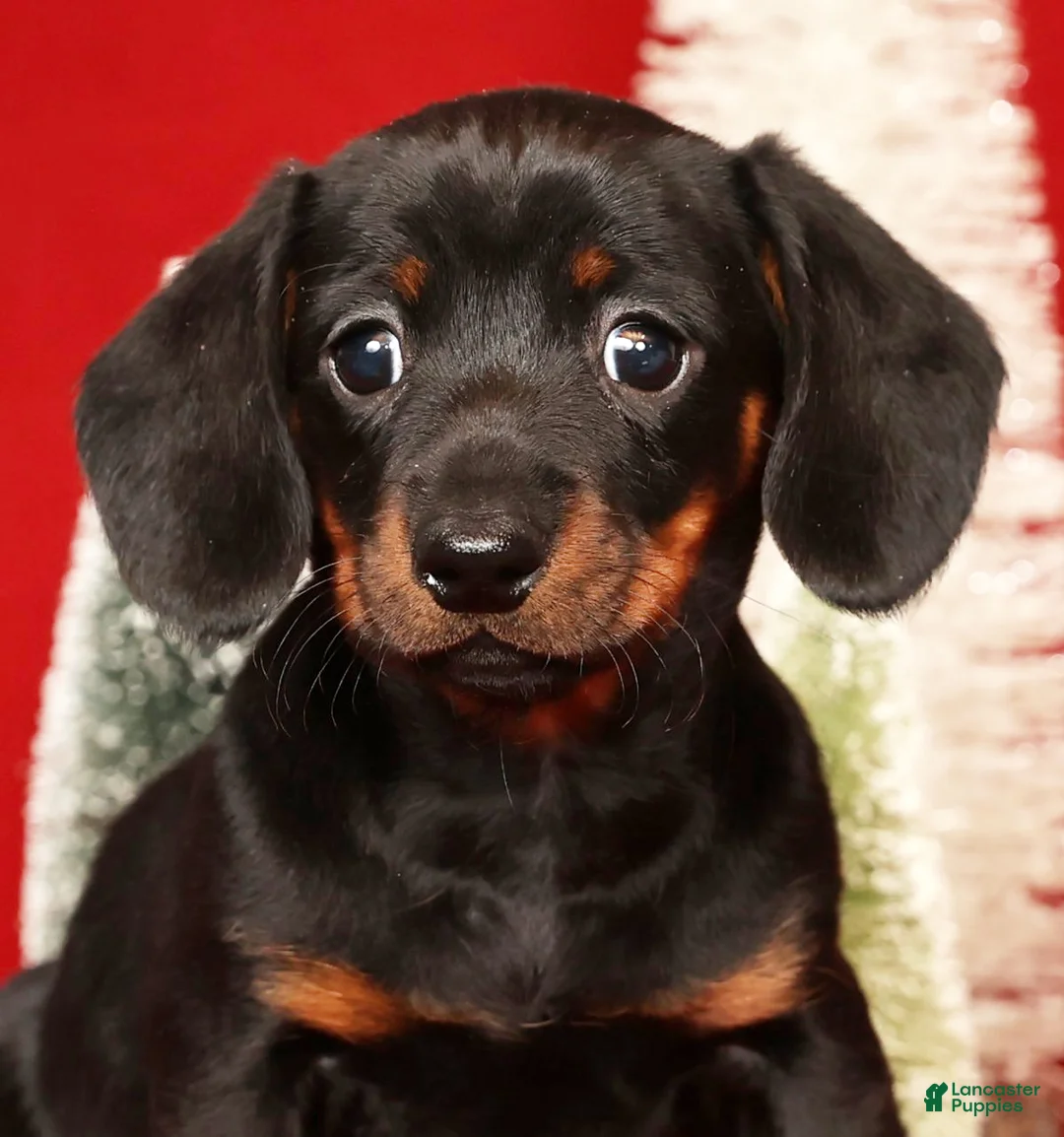 Miniature Dachshund dogs for sale: Roger - Ad 8