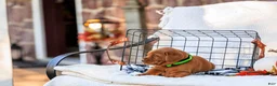 Labrador Retriever dogs for sale: Diesel - Ad 4