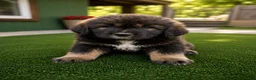 Tibetan Mastiff dogs for sale: Tibetan Mastiff 1 - Ad 1