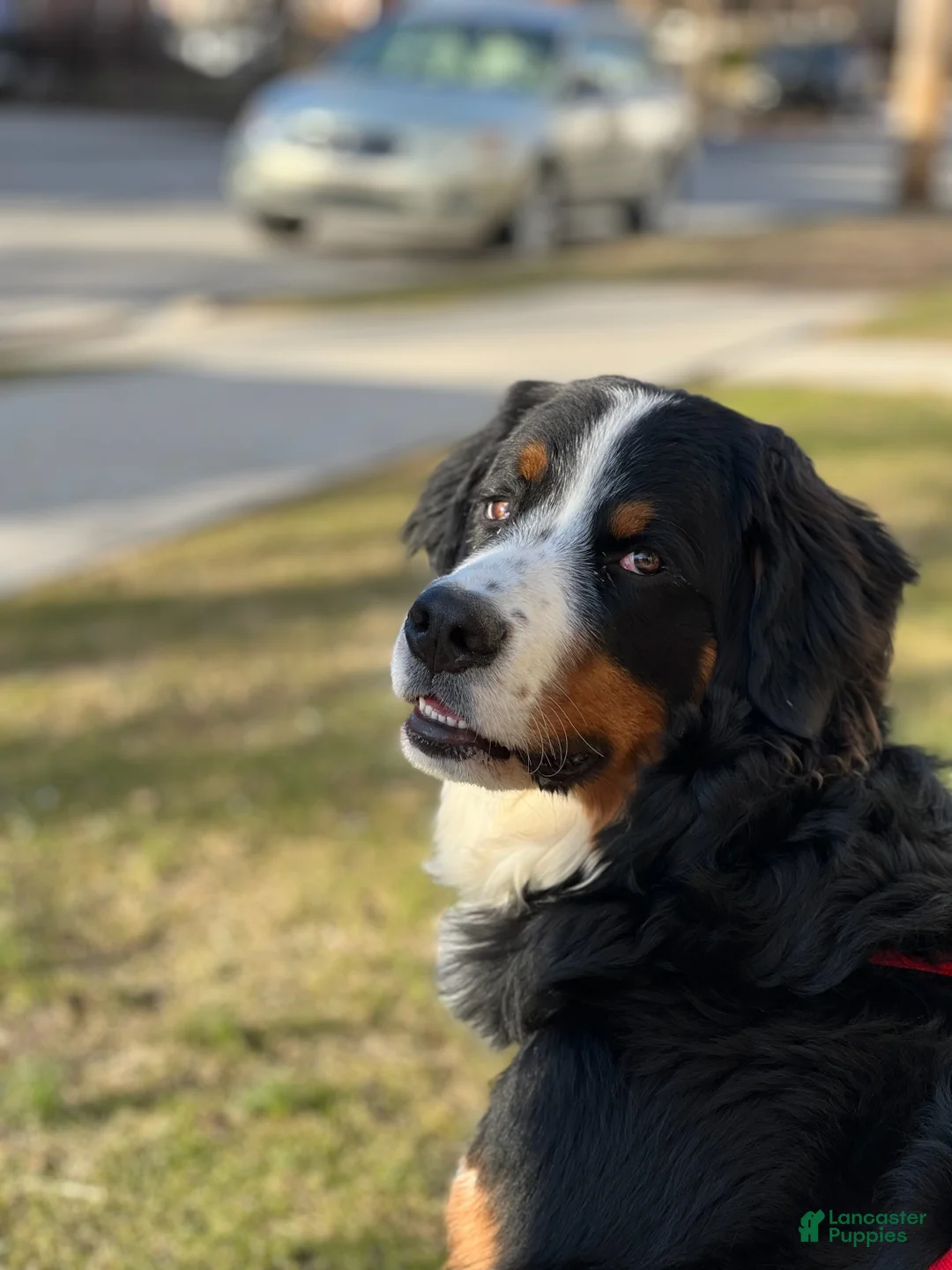 Mixed Breed dogs for sale: Mixed Breed Puppy 6 - Ad 1