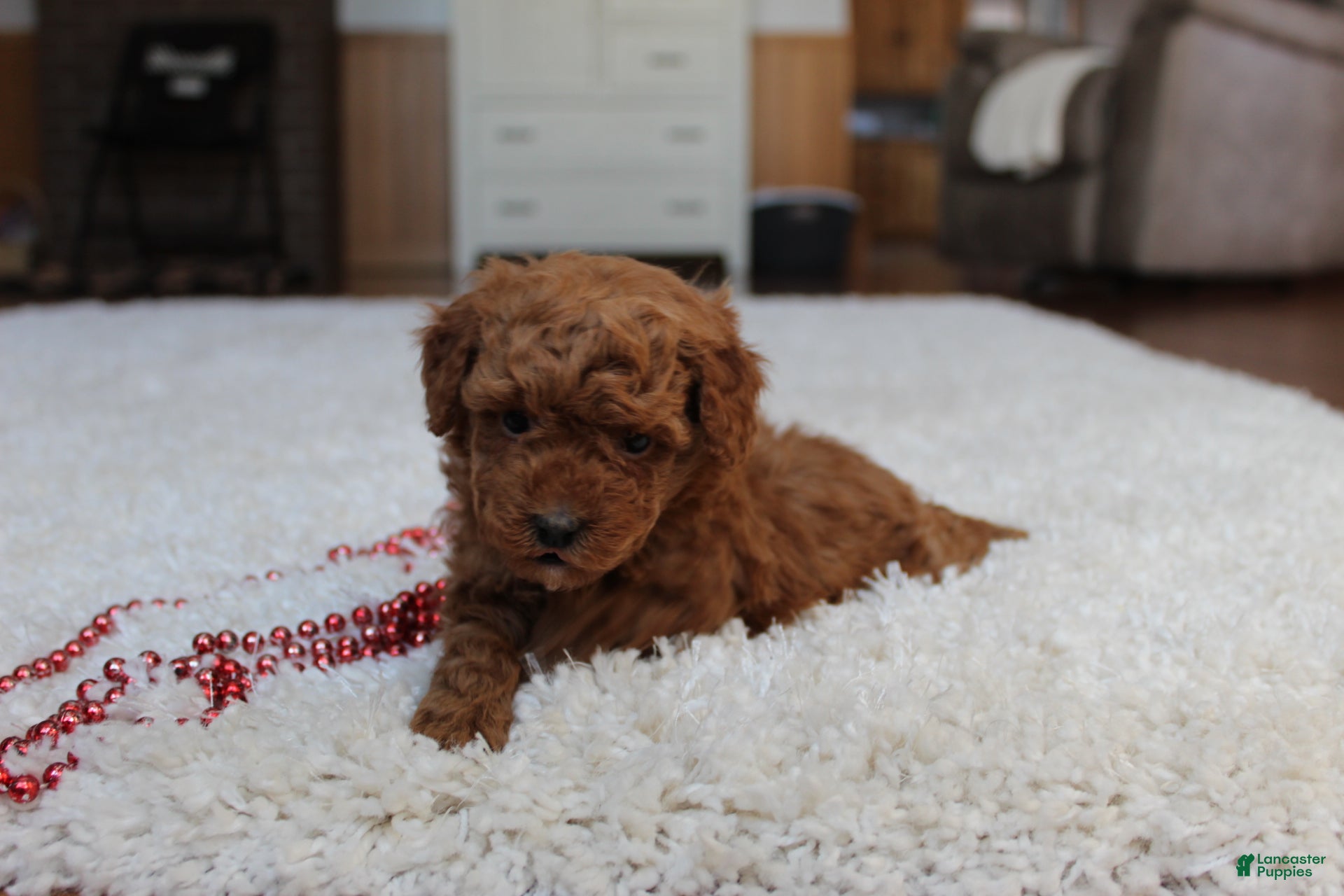 Toy Poodle dogs Malcohm - Ad 2
