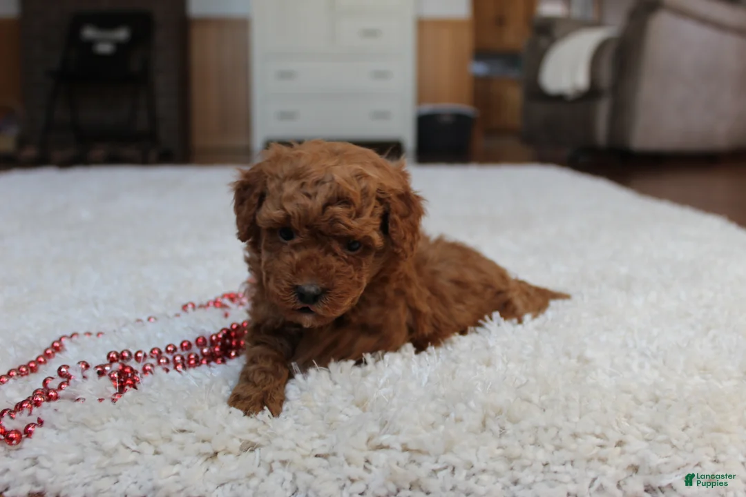 Toy Poodle dogs for sale: Malcohm - Ad 2