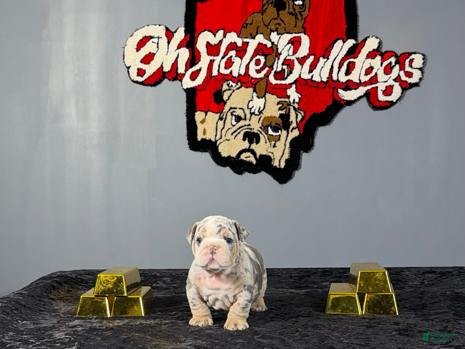 English Bulldog dogs English Bulldog 1 - Ad 1