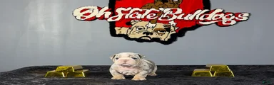 English Bulldog 1
