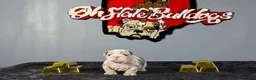 English Bulldog dogs for sale: English Bulldog 1 - Ad 1