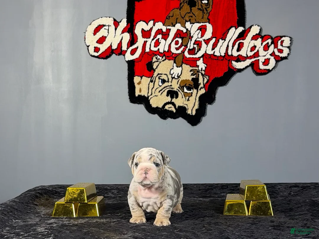 English Bulldog dogs for sale: English Bulldog 1 - Ad 1