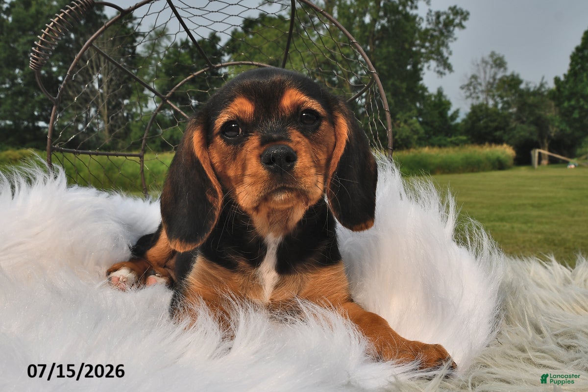 Beaglier dogs Casper - Ad 2