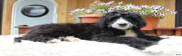 Bernedoodle dogs for sale: Logan - Ad 3