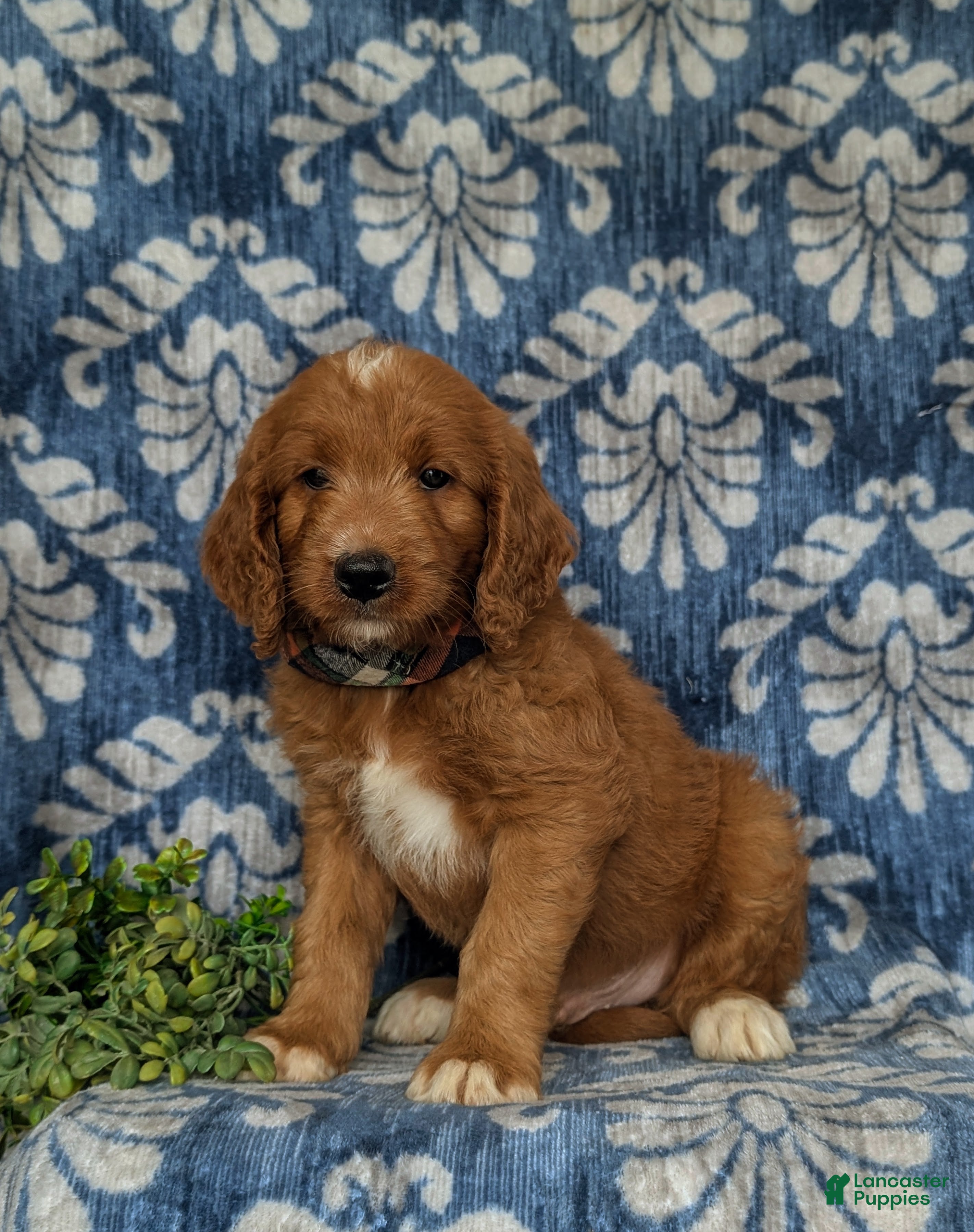 Goldendoodle dogs Thane - Ad 2
