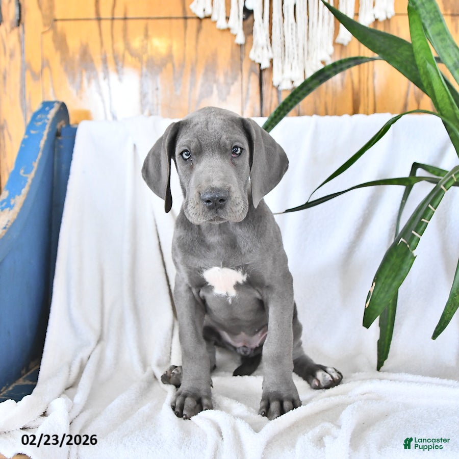 Great Dane dogs Freya - Ad 2