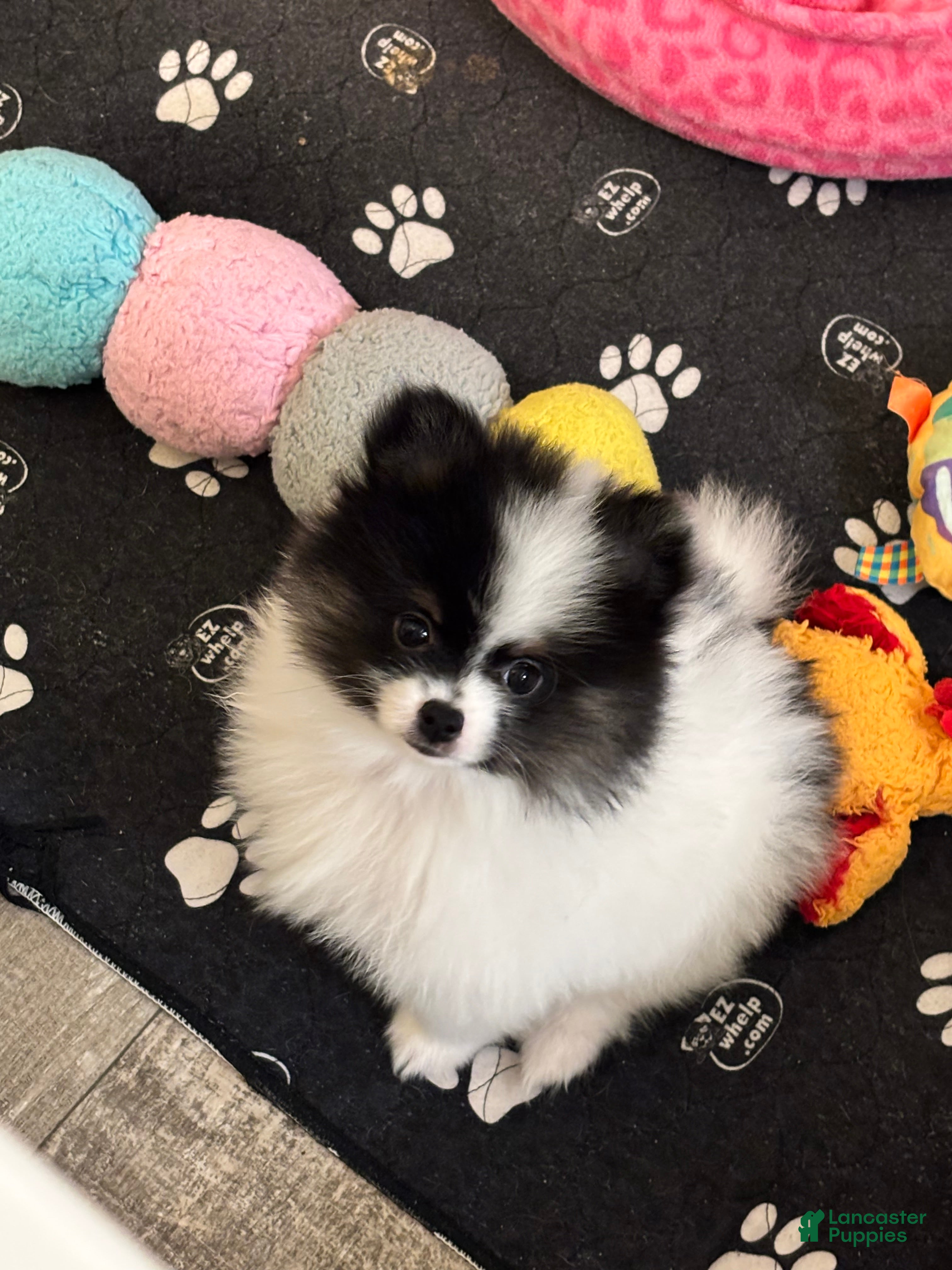 Pomeranian dogs Eli - Ad 2