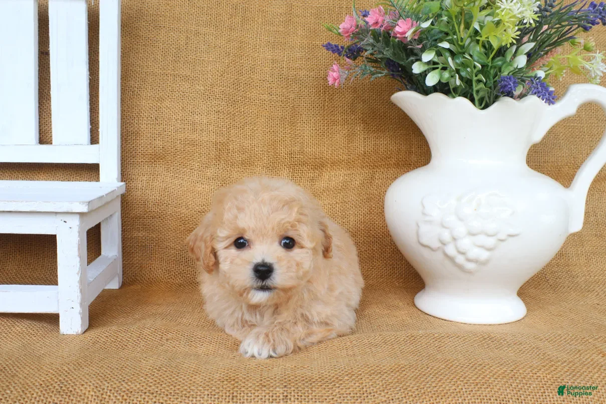 Bichpoo dogs June  - Ad 2