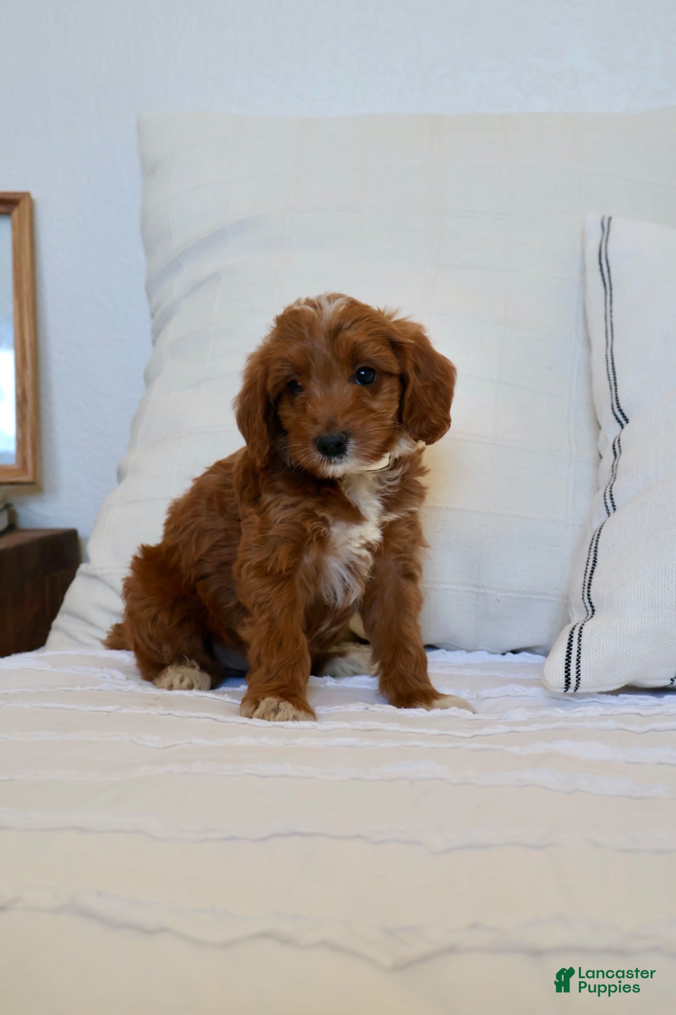Mini Goldendoodle dogs Dolly - Ad 1