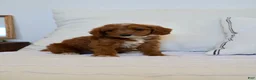 Mini Goldendoodle dogs for sale: Dolly - Ad 1