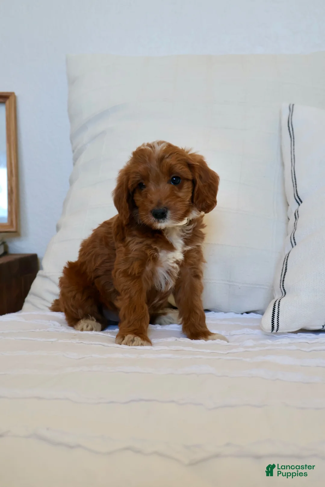 Mini Goldendoodle dogs for sale: Dolly - Ad 1