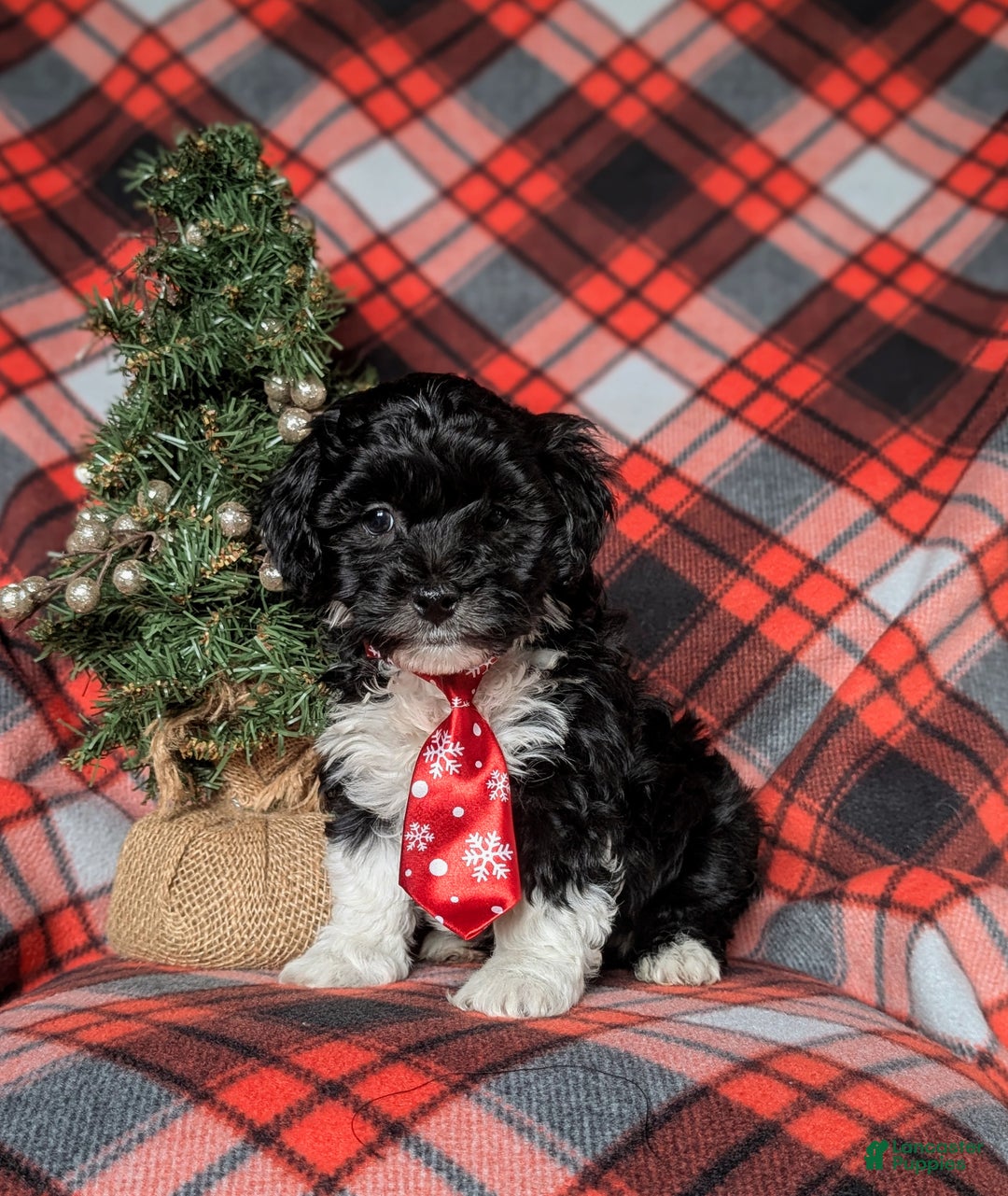 Havapoo dogs for sale: Benson Ready for Christmas!!! - Ad 1