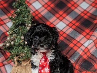 Havapoo dogs Benson Ready for Christmas!!! - Ad 29