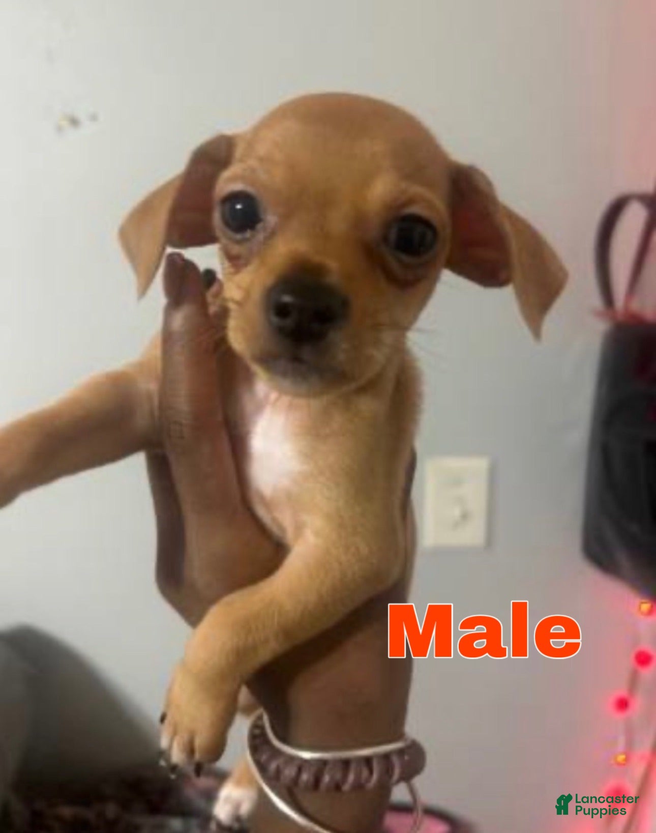 Chihuahua dogs Chance - Ad 4