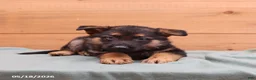 German Shepherd dogs for sale: General - Ad 4