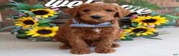 Goldendoodle dogs for sale: Rusty - Ad 4
