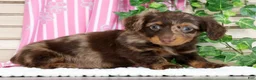 Miniature Dachshund dogs for sale: Luna - Ad 5