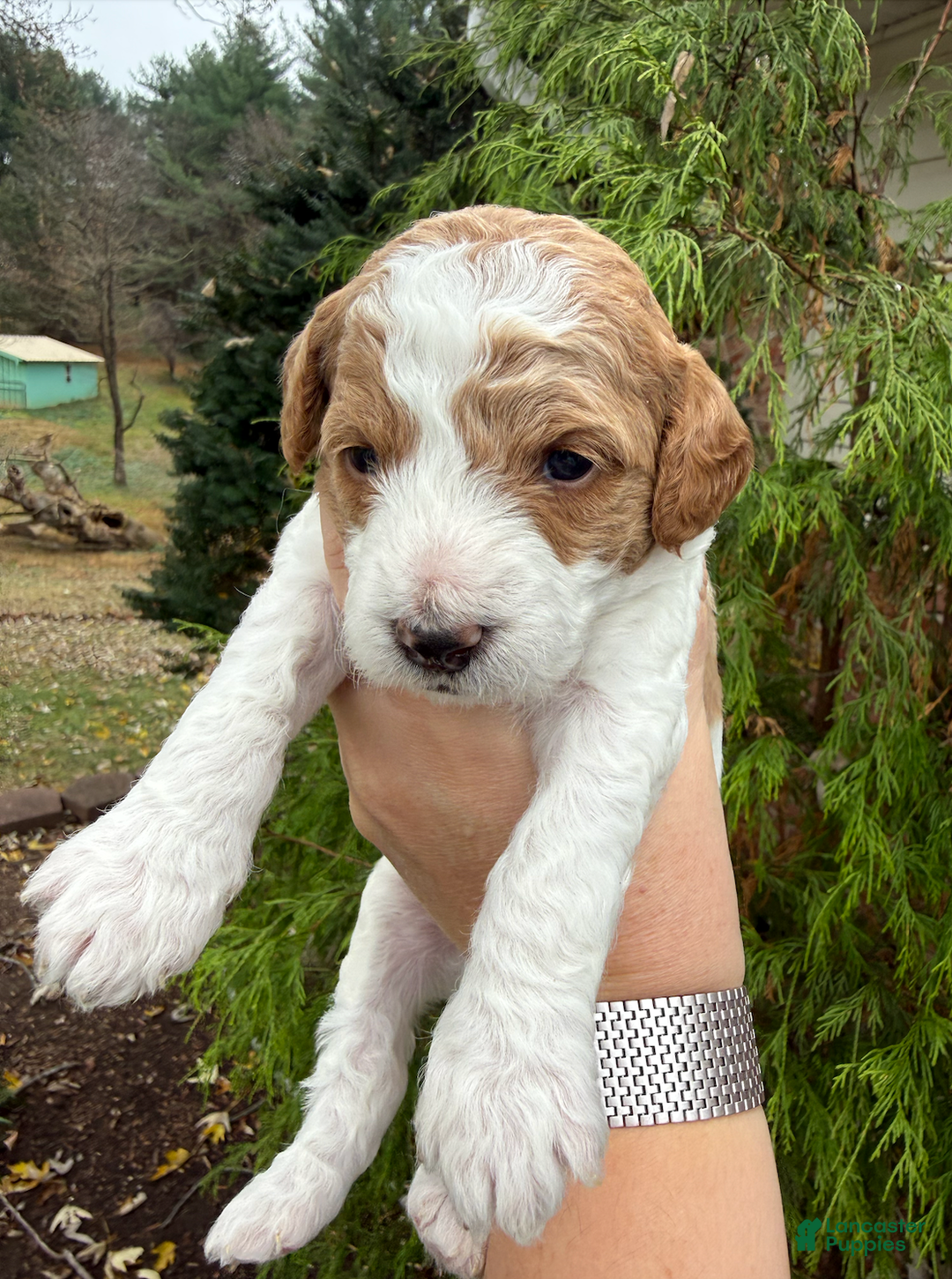 Mini Goldendoodle dogs for sale: Mini Goldendoodle Puppy 1 - Ad 1