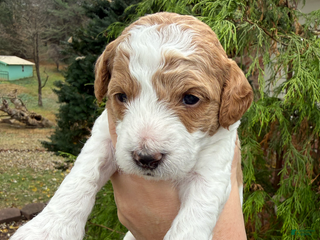 Mini Goldendoodle dogs Mini Goldendoodle Puppy 1 - Ad 1