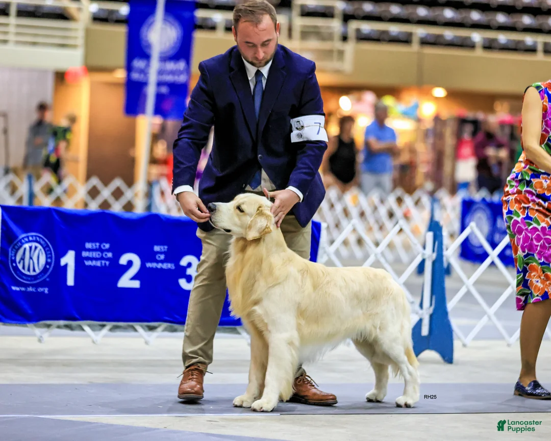 Golden Retriever dogs for sale: Golden Retriever Puppy 3 - Ad 2
