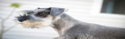 Miniature Schnauzer dogs for sale: Quest Miniature Schnauzer (crate and leash Trained) - Ad 3