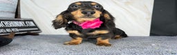 Miniature Dachshund dogs for sale: Import champion blood - Ad 13