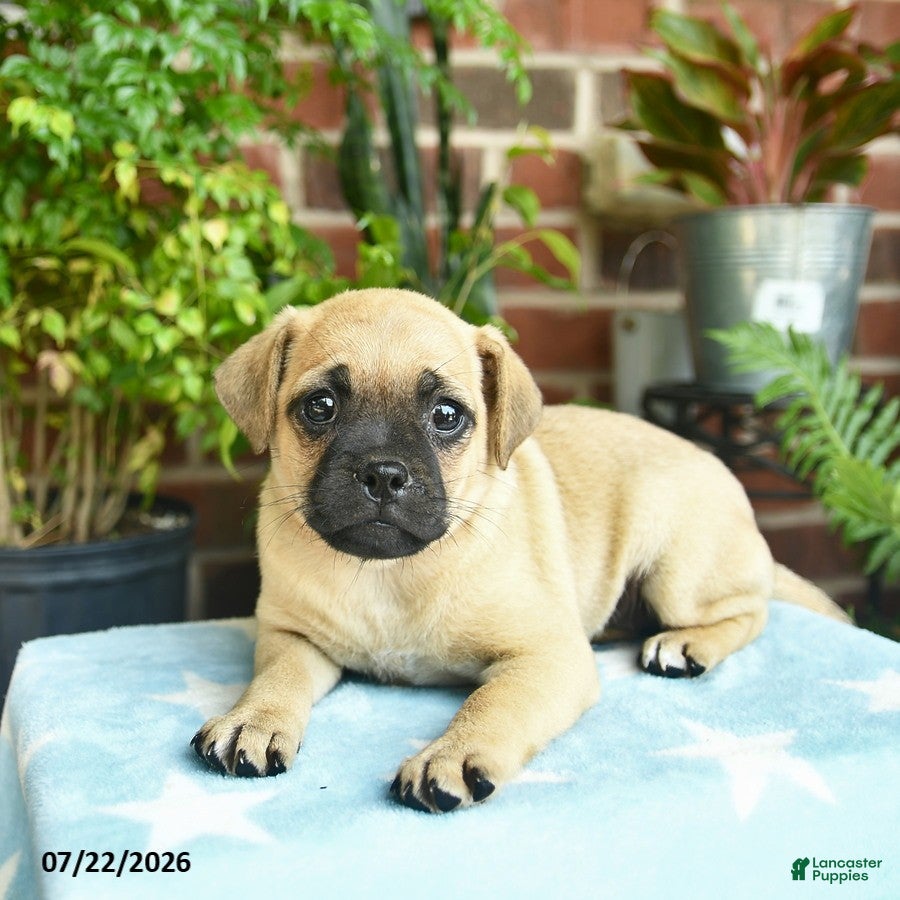 Jug dogs Caramel - Ad 2