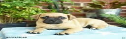 Jug dogs for sale: Caramel - Ad 2