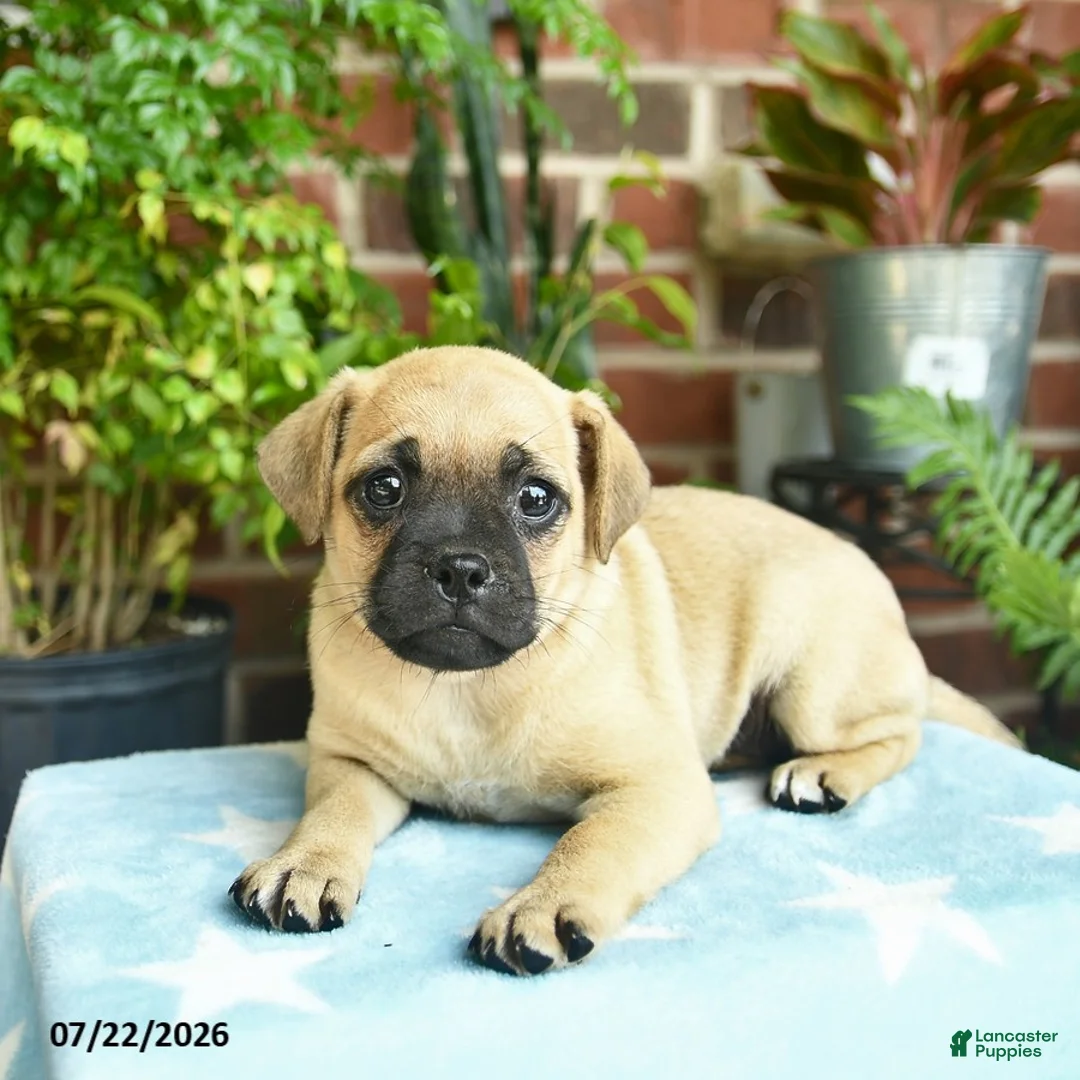 Jug dogs for sale: Caramel - Ad 2