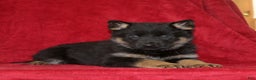 German Shepherd dogs for sale: Trisha  - Ad 1