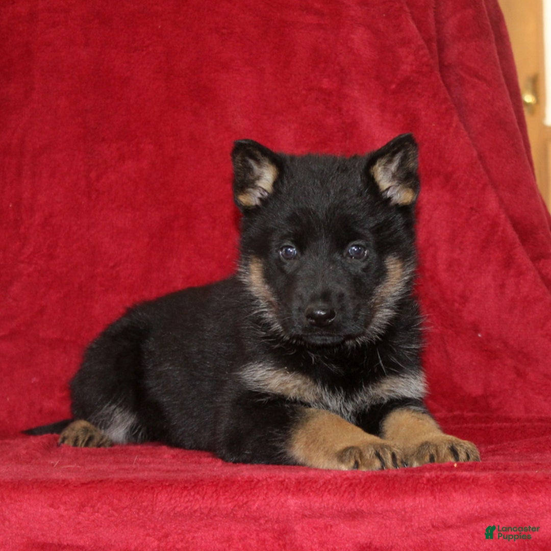 German Shepherd dogs for sale: Trisha  - Ad 1