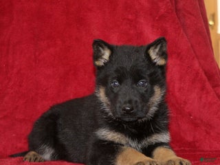 German Shepherd dogs Trisha - Ad 26