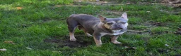 French Bulldog dogs for sale: Teddy - Ad 23