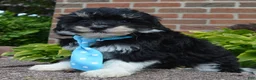 Mini Bernedoodle dogs for sale: Mini Buster - Ad 8
