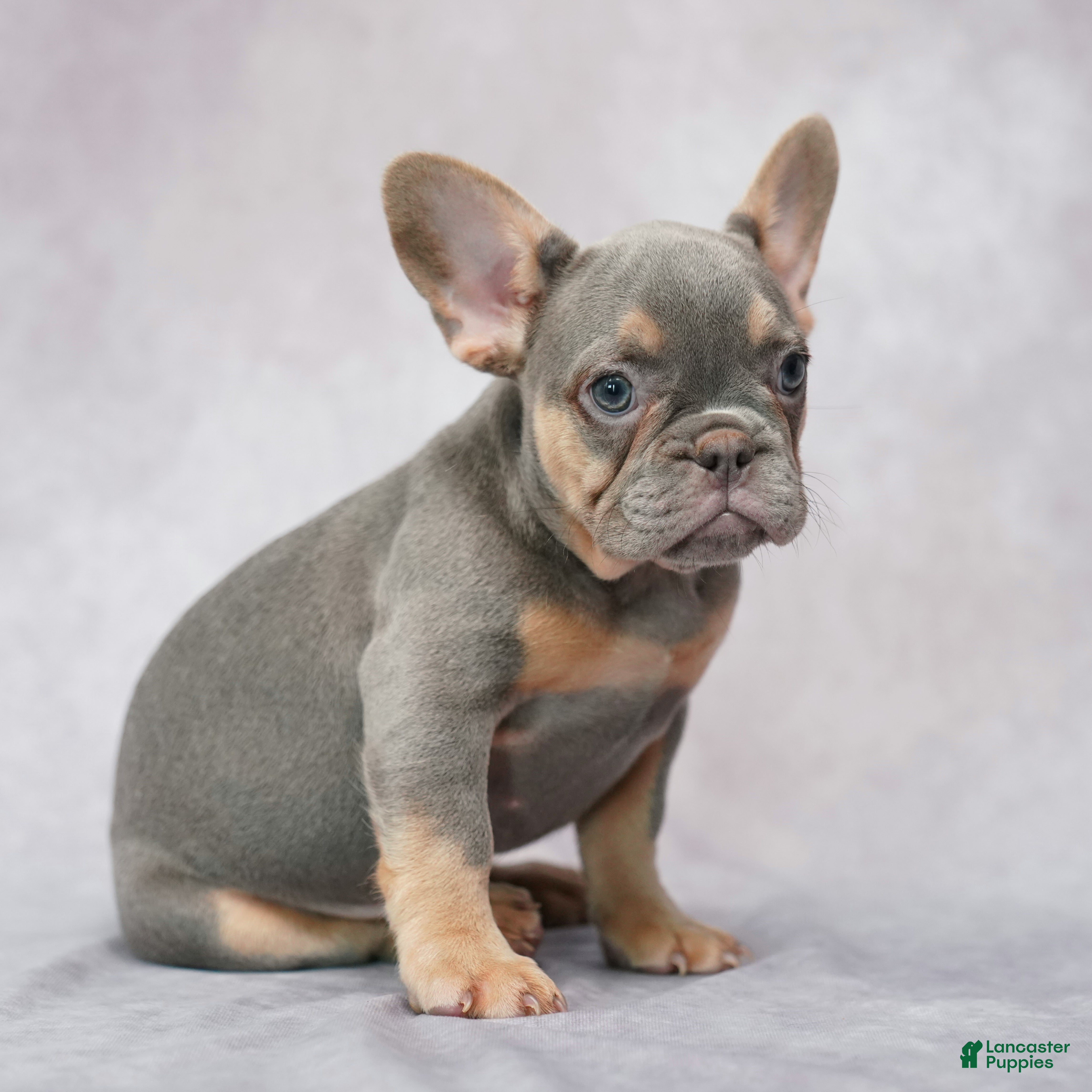 French Bulldog dogs Belle - Ad 1