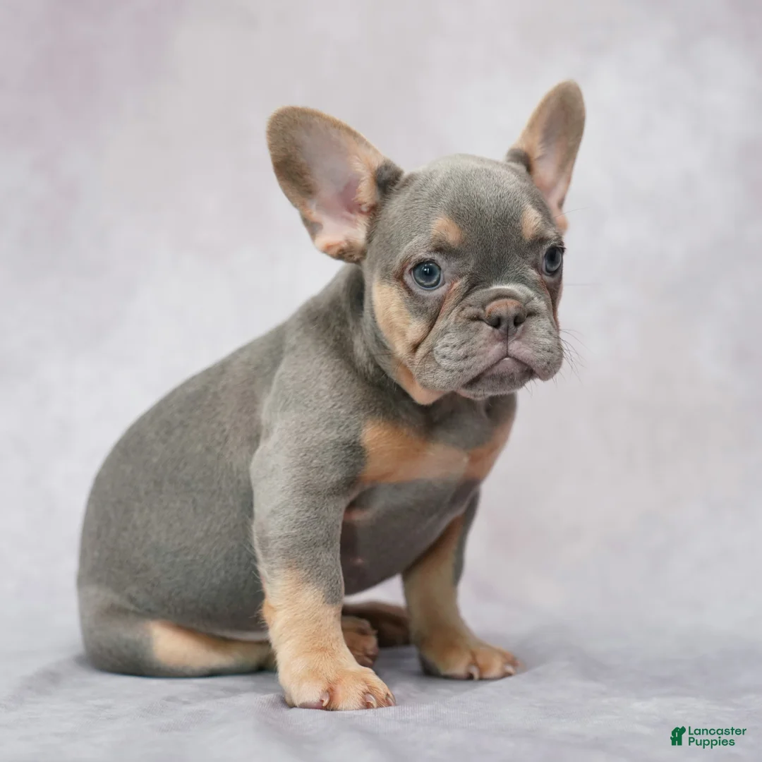 French Bulldog dogs for sale: Belle - Ad 1