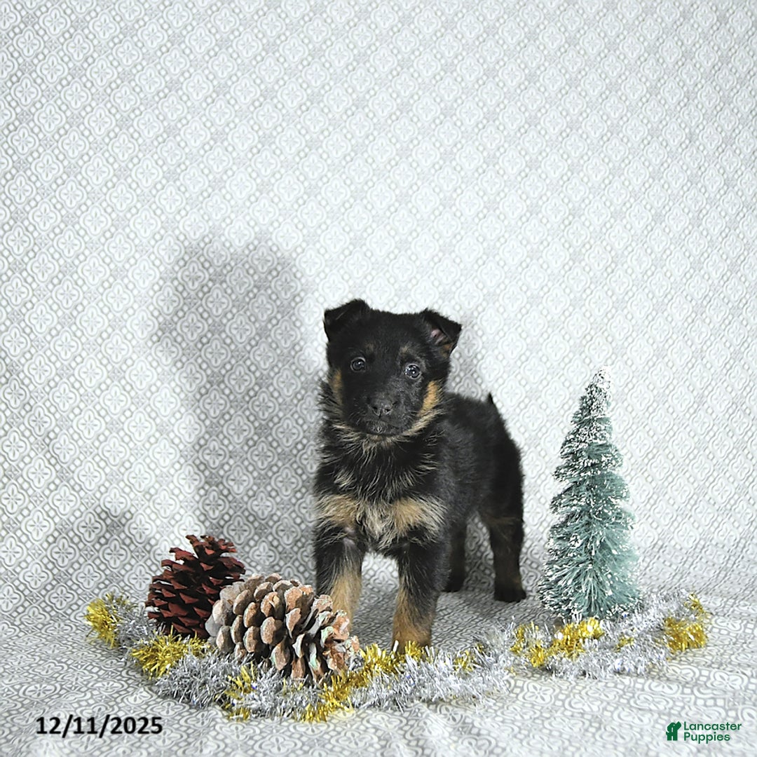 German Shepherd dogs for sale: Bailey - Ad 2