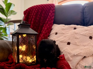 Pomeranian dogs Winterberry - Ad 30